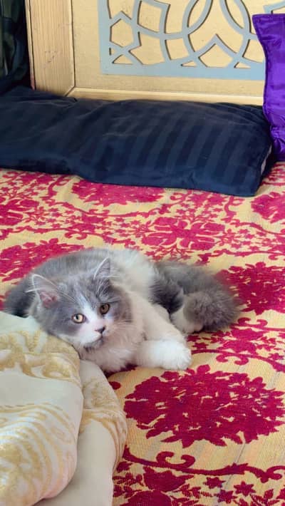 Persian cat