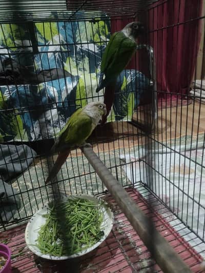 Pineapple Into Green Chick Conure Hand Tame