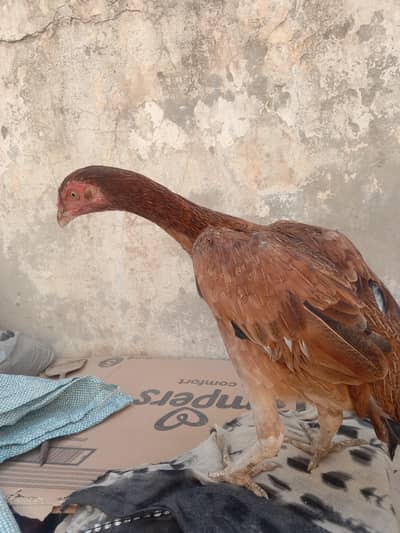 Aseel murghi exchange