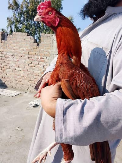 High quality peela bilkul aseel