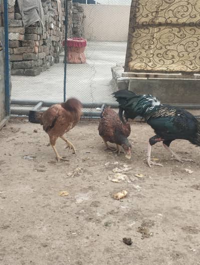 2 aseel murgia r 1 murgia