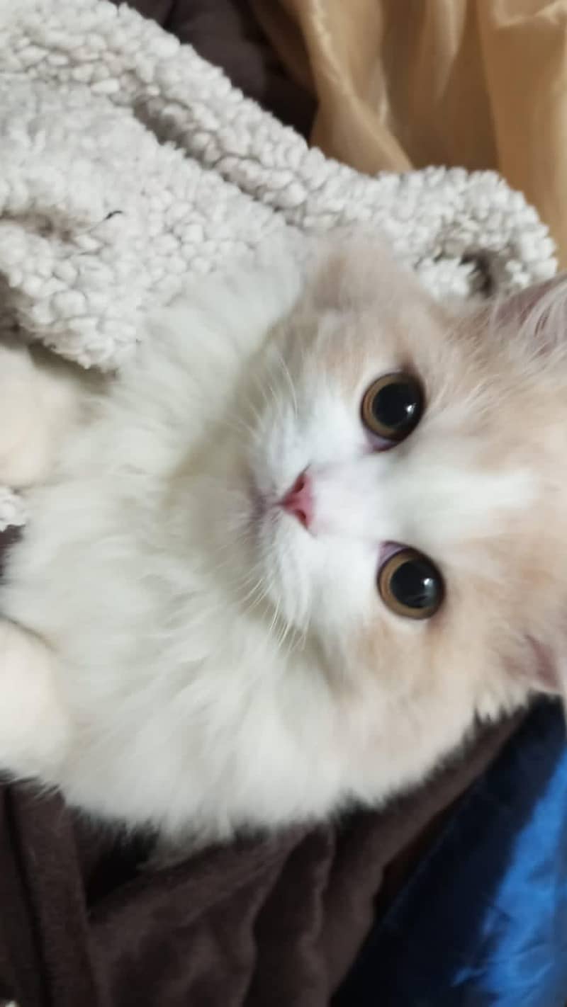 *Persian cat available for sale* 0