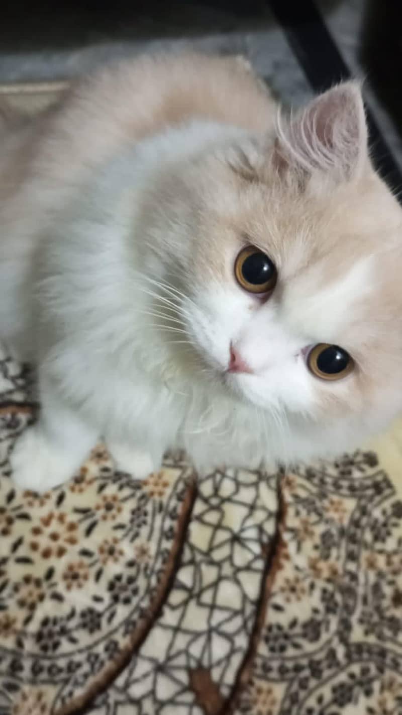 *Persian cat available for sale* 4
