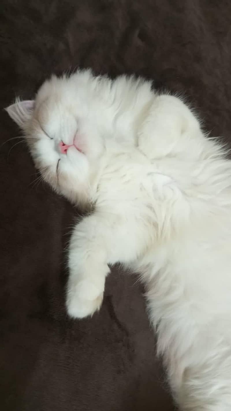 *Persian cat available for sale* 6