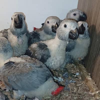 African grey parrot chicks for sale 03284187306