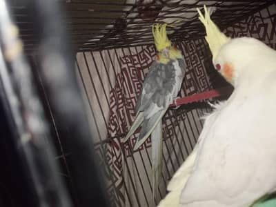 Cocktail breeder pair