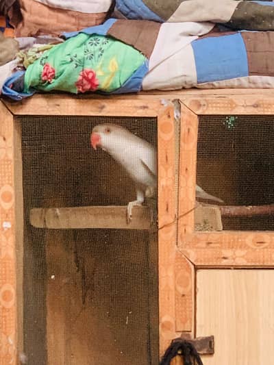 White Ringneck Full Breader Female he kisi bhai ko chaie rabta kare