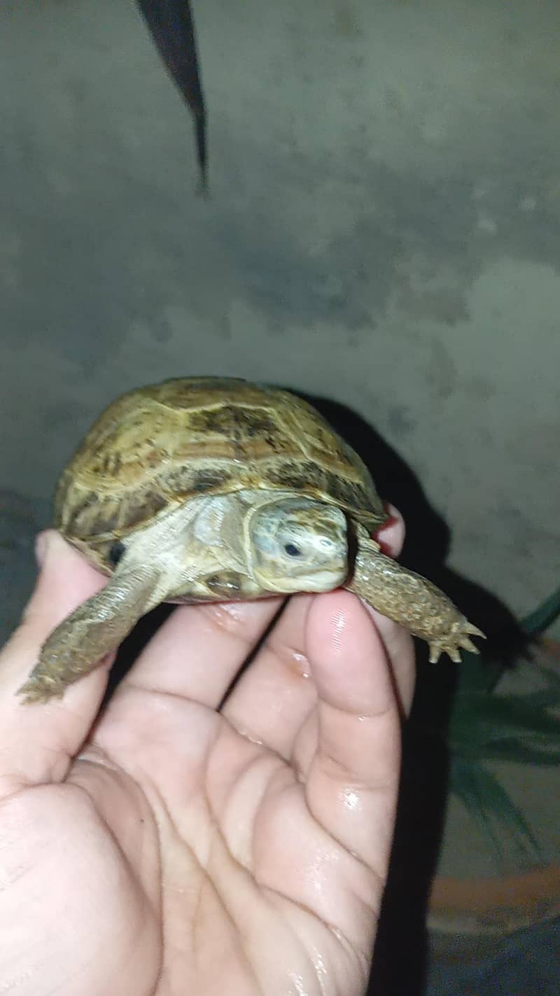 tortoise turttle 1