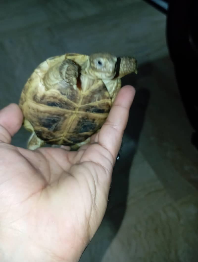 tortoise turttle 3