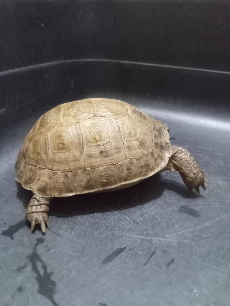 tortoise turttle 4