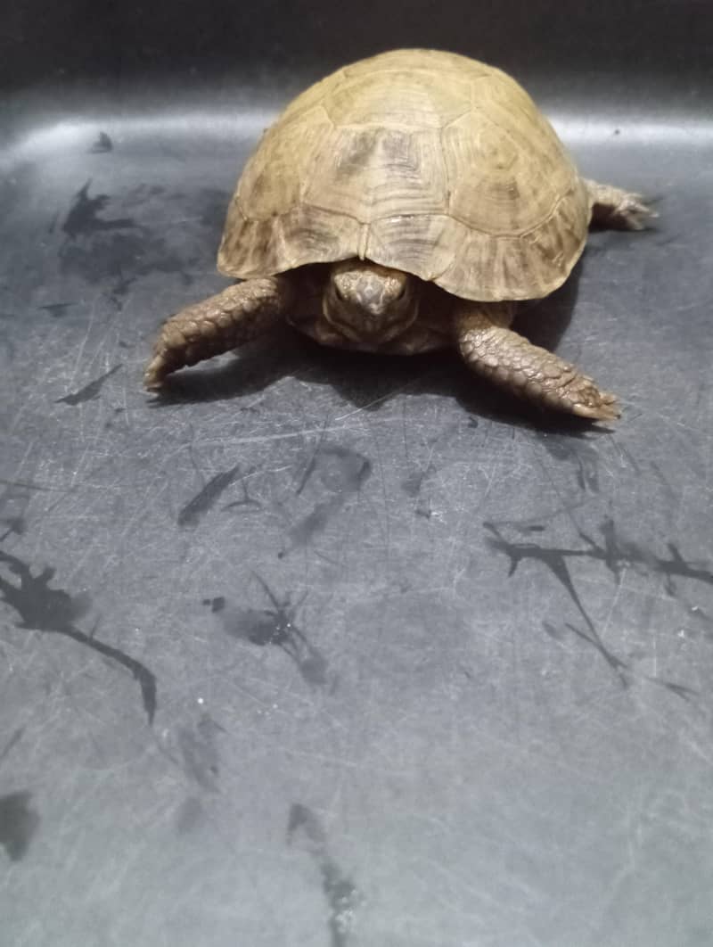 tortoise turttle 5