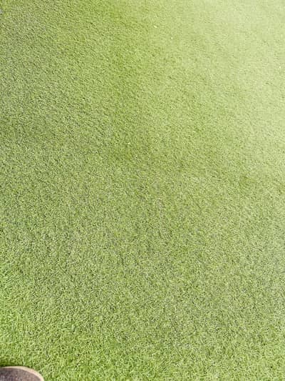 Austutruf grass