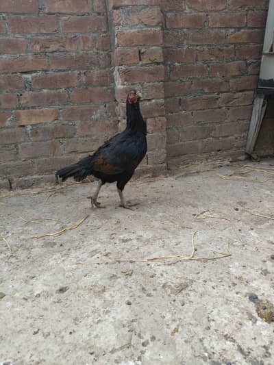 aseel Thai and Desi. aseel