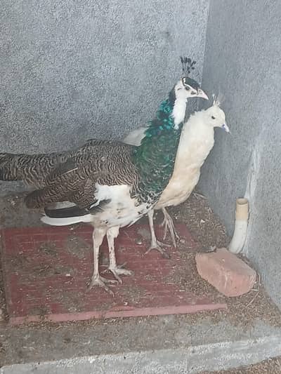 Peacock pied male and whit female