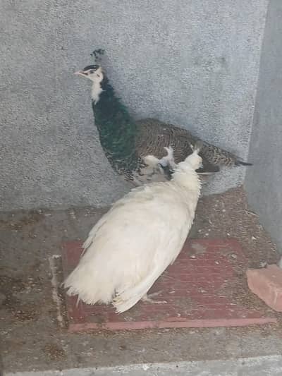 Peacock pied male and whit female