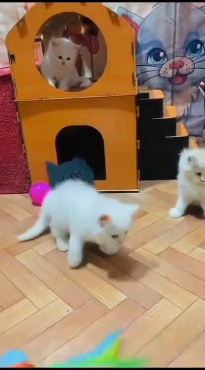 Persian kitten for urgent sale my WhatsApp number 032869729ten