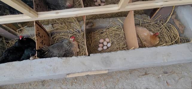 Golden Misri  | Egg laying  | Egg laying hens | Fertile Eggs