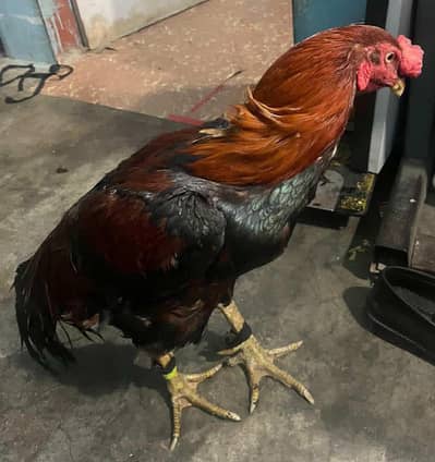 aseel lakha murga for sale