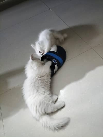 Persian Kitten 2 months for sale