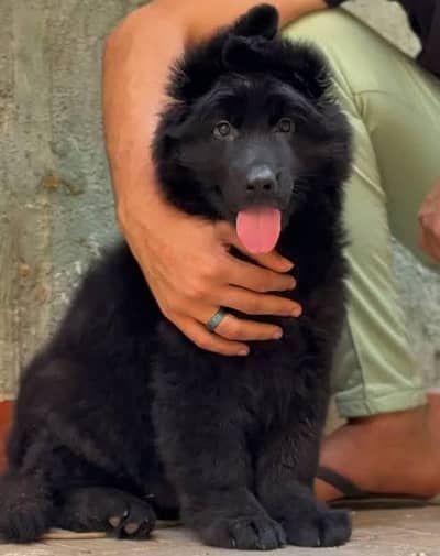 gurman shaft Dog My WhatsApp 03257448377 (dog)#