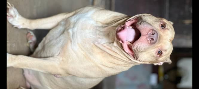 American Pitt Bull for sale