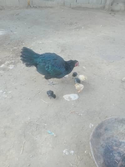 Aseel muskhi old blood line madi with 4 amroha cross high quli chicks