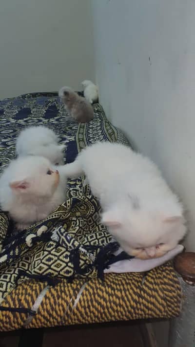 1 cat gray and white and 4 cats white