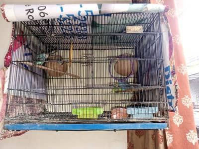 5 PCs bugies parrot  male and female