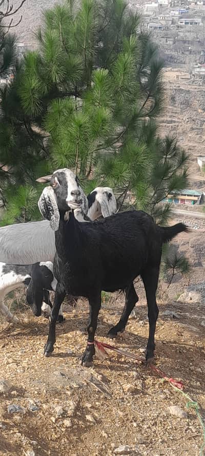 4 month Pragent Goat single !!