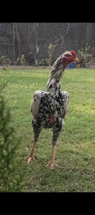 king O Shamo German/japnes/American