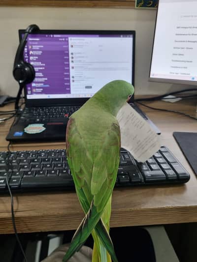 Alexanderine Raw Parrot Female Tame