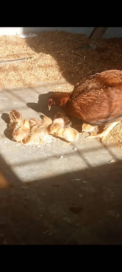 Aseel hen with chicks