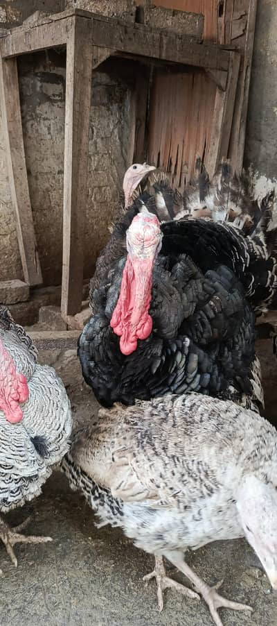 turkey birds egg  03351431214