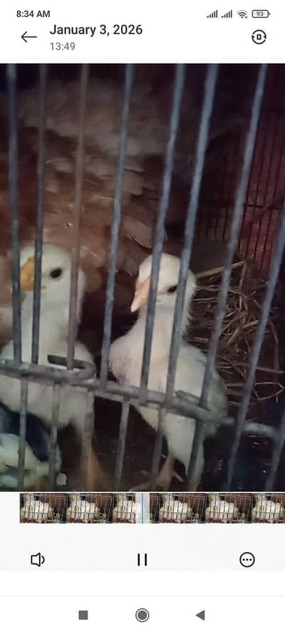 White and Black Shamo chiks