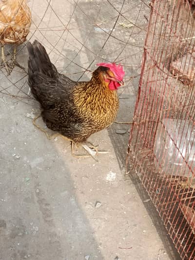 desi Hens egg layinng