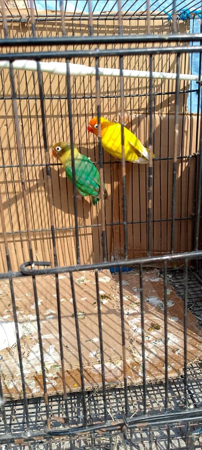 3500 For sale contact 03125278973