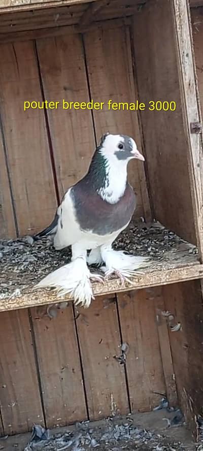 for sale breeder pair