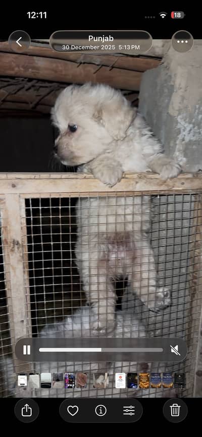 Maltese puppies male and female