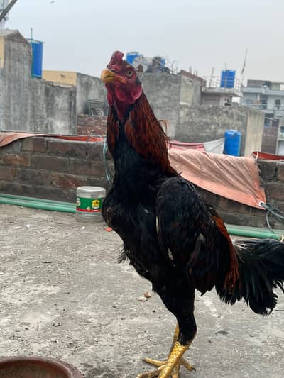 Aseel murga for sell  healthy and active