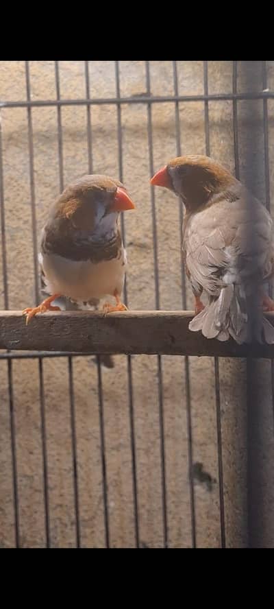 Orange finch & fawn java