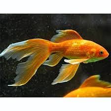 Imported highfin Goldfish's