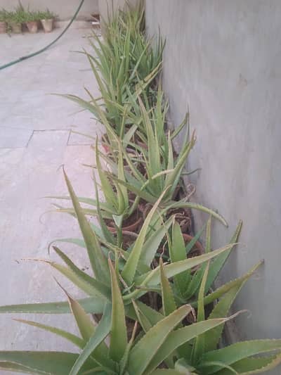 #HomeDecor #Herbal #PlantLovers #PlantSale