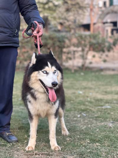 husky confirm stud male for sale | big size