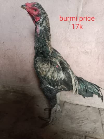 Thai,burmi all 03*14*043*34*70/03*02*42*27*215 details in description