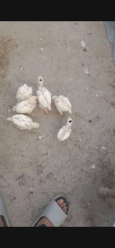 blue eyes Heera paper white aseel chicks