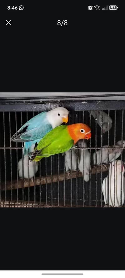 Green Opline and Blue Opline