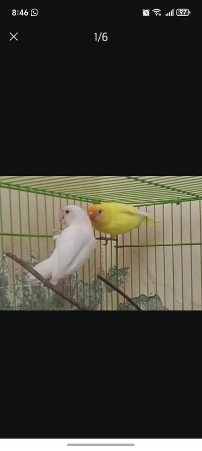 Green Opline and Blue Opline