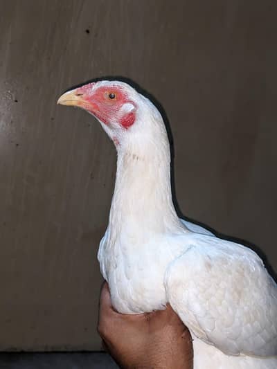 Heera Aseel madi ready to breed 2 time