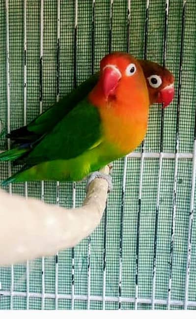 Green fisher breeder pair 100 percent