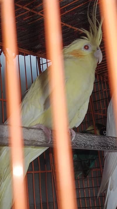 Cockatiel Cream Female (Red Eyes)